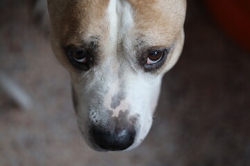 Poster - Close-up shot of a dog focusing on the camera lens.