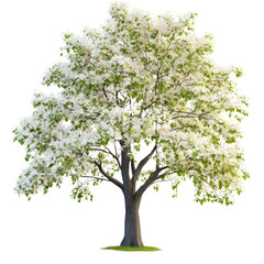 Poster - A majestic white tree with striking branches reaching for the sky against a clear blue background isolated on a white background.