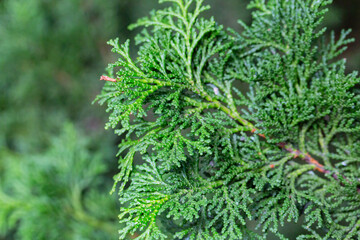 Wall Mural - Close-up of the green branches of Chamaecyparis obtusa, selective focus.