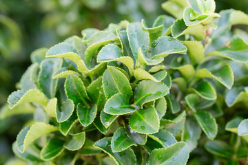 Wall Mural - Fresh green buxus (Buxus sempervirens) leaves. Close-up of evergreen bush boxwood in the nature. Concept: Greenery, natural pattern, nature texture.