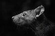 © scrdy - Close-Up Portrait of a Brown Rat in Black and White Studio Photography - Rodent with Detailed Fur and Whiskers