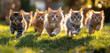© Анна Терелюк - Kittens racing across a sunny lawn. Six playful kittens run joyfully over a green lawn in the afternoon sunlight, showcasing their energetic spirit.