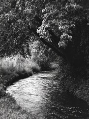 Wall Mural - stream flowing through dense greenry