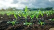 © ADD PHOTO - This image showcases the digital farming revolution with corn sprouts emerging from the soil and surrounded by technological elements symbolizing the of modern technology and traditional agriculture