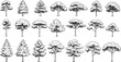 © Anomal - Set of coniferous and deciduous trees for architecture and landscape design, line drawing, contour. Vector illustration