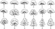 © Anomal - Set of coniferous and deciduous trees for architecture and landscape design, line drawing, contour. Vector illustration