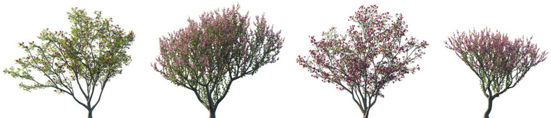 Wall Mural - set of magnolia liliiflora and prunus persica (the peach) blossoming frontal street trees isolated p