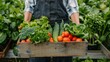 © Alex - Agriculturist Holding a Box of Freshly Harvested Vegetables and Seasonal Greens from the Garden