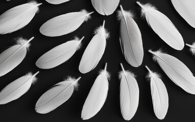 Poster - Gray Feathers on Black Background: Circular Pattern and Texture