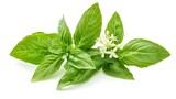 Closeup green fresh basil leaves Ocimum