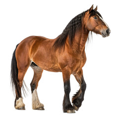 powerful draft horse with strong muscular build and flowing mane standing isolated on white backgrou