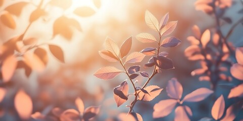Poster - Warm sunlight illuminates soft leaves on branches during early evening in a tranquil outdoor setting