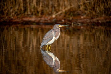 Wall Mural - brown heron in the pond