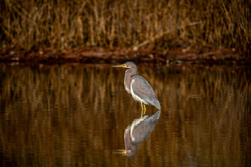 Wall Mural - brown heron in the pond