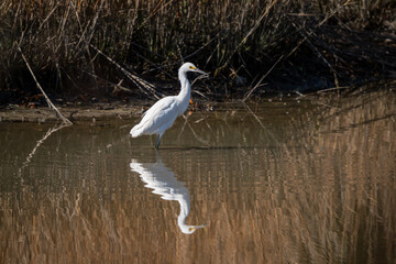 Wall Mural - snowy white egret in the pond and forest