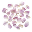 © Sawaira - Scattered Rose Petals isolated on transparent background