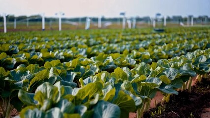Poster - Innovative agricultural technology is utilized in a vibrant green field featuring healthy crops. Automated machines assist farmers in efficient crop management under a clear sky during daytime.