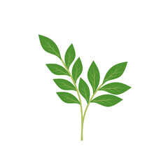 illustration of a branching green leaf