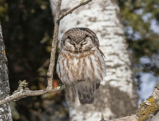 boreal owl in tree