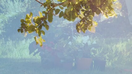 Poster - Sunlight filtering through tree leaves creating animation over garden plants