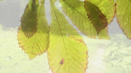 Poster - Sunlight filtering through leaves, creating vibrant animation of natural patterns