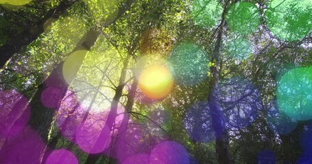 Poster - Animation of colorful light bokeh effect overlaying tall trees in forest scene