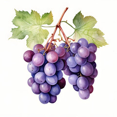 Fototapete - Digital technology grape watercolor design illustration