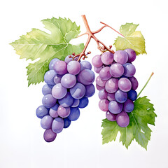 Fototapete - Digital technology grape watercolor design illustration