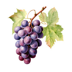 Fototapete - Digital technology grape watercolor design illustration