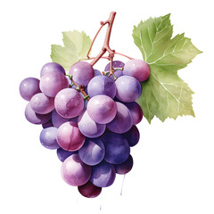 Fototapete - Digital technology grape watercolor design illustration