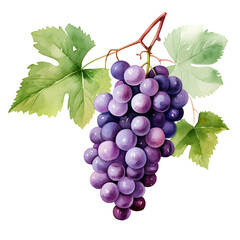Fototapete - Digital technology grape watercolor design illustration