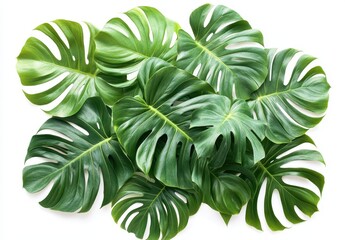 Poster - Close-up View of Vibrant Green Monstera Leaves on a White Background for Tropical Decor and Nature Inspired Design Projects