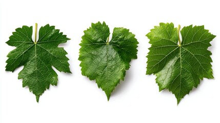 Poster - Three leaves of a vine are shown in different stages of growth