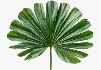 Poster - Stunning Green Palm Leaf on a White Background Displaying Nature's Beauty and Intricate Leaf Patterns Perfect for Gardening, Nature, and Eco-Friendly Themes