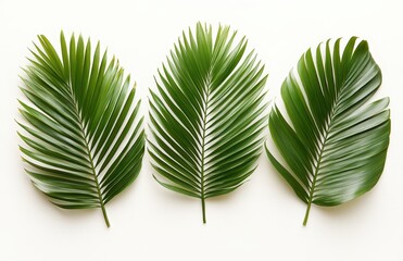 Poster - Three Vibrant Green Palm Leaves Displayed on a Light Background Featuring Lush Texture and Natural Beauty for Fresh and Tropical Themes