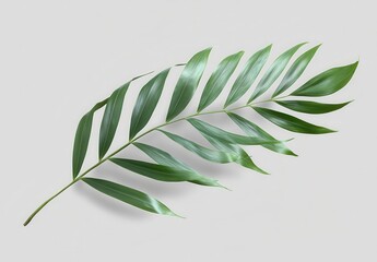 Poster - Tropical Green Leaf Isolated on Light Background for Nature, Decoration, and Refreshing Aesthetic in Design, Minimalist Style, and Natural Elements in Photography