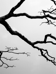 Poster - Silhouette of Tree Branches: A stark, artistic black and white capture of the intricate silhouette of tree branches against a soft, overcast sky. The image focuses on the lines, textures.