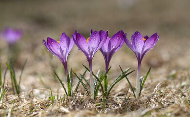 Fototapete - Purple crocuses on a background of glittering snow, beautiful spring flowers. Template for a card for Easter and Mother's Day.	
