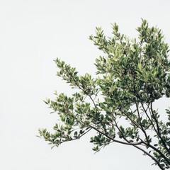 Poster - Green Tree Branch Against White Sky