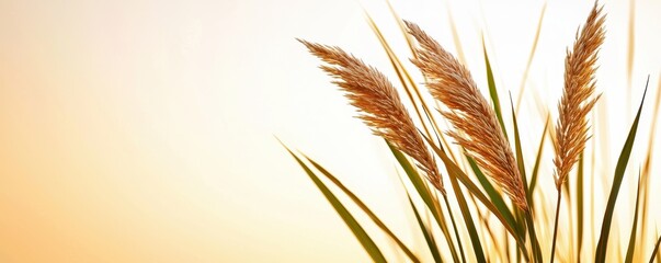 Aufkleber - Golden grasses silhouetted against a warm, glowing background, creating a serene and peaceful atmosphere.