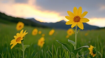 Poster - A field of vibrant yellow flowers under a dramatic sky, with mountains in the background, creating a peaceful natural scene.