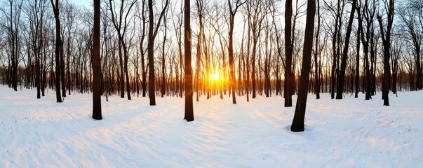 Poster - A serene winter landscape featuring snow-covered ground and bare trees, illuminated by the warm glow of a setting sun.