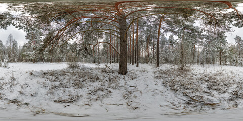Wall Mural - winter full spherical 360 hdri panorama view on pedestrian road in snowy forest in equirectangular projection. VR AR content.