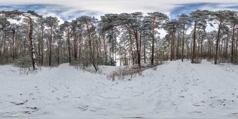 Wall Mural - winter full spherical 360 hdri panorama view on pedestrian road in snowy forest in equirectangular projection. VR AR content.
