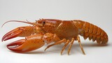 Boiled red lobster, a gourmet crustacean seafood dinner, isolated on rustic wooden planks