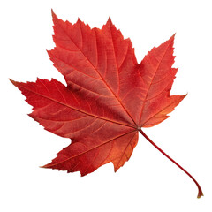 a vibrant red maple leaf showcasing intricate veins and a natural shape, embodying the beauty of aut