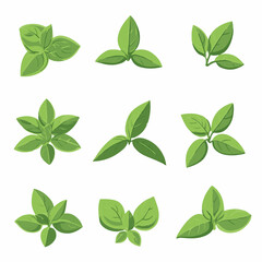 Very Simple flat 2D icon green basil branch set isolated on a white background, vector, flat design, animation design, simple flat 2D icon, minimalist design, clipart plant