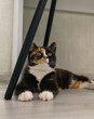 © Aleksnadr - A lovely calico cat is comfortably laying on the floor beside a chair