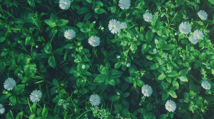 Poster - Top view of lush flower field with vibrant greenery