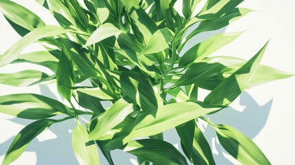 Poster - Realistic ear of corn with lush green leaves on white background for nature design